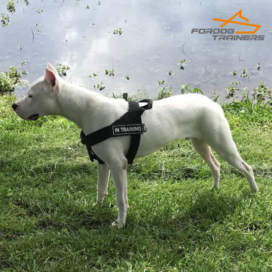 The Best No-Pull Dog Harness for Amstaff, Nylon
