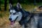 Stylish Double Ply Nylon Dog Collar For Siberian Husky