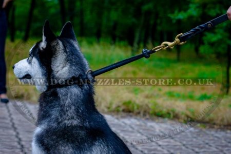 "Blessed Innocence" Soft Rounded Choke Collar For Husky Training