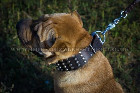 Comfortable Wide Dog Collar For Shar Pei With Pyramids 2.3 In