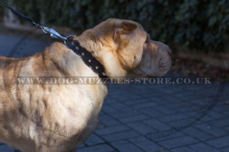 Best Dog Collar For Shar Pei UK With Shiny Spikes "Bow-Wow"