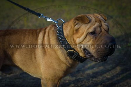 Adorable Shar Pei Dog Collar With Silver-Like Spikes 1.6 In
