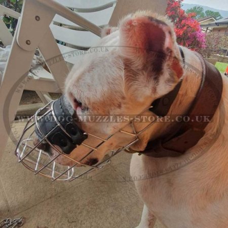 Best Collie Dog Muzzle Size and Shape for Drinking