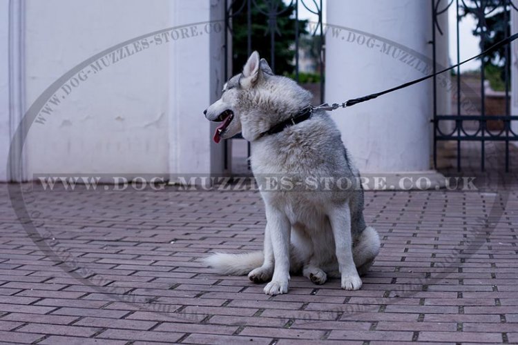 "Spiky Row" Adorable Dog Collar For Siberian Husky With Spikes