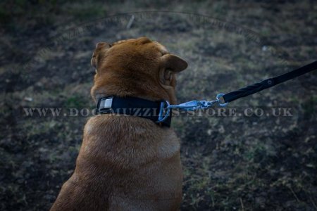 "Modern Art" Best Dog Collar For Shar Pei With Brass Plates