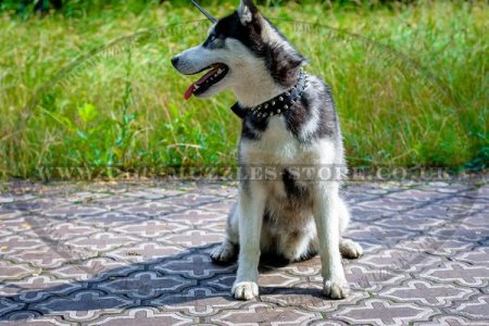 Stylish Double Ply Nylon Dog Collar For Siberian Husky