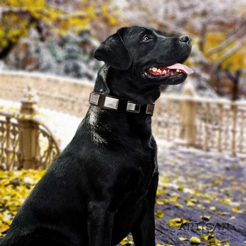 buy Artisan leather dog collar for Labrador online