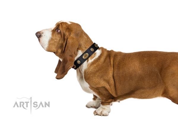 black and gold leather dog collar for Basset Hound FDT Artisan