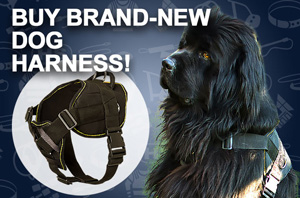 Dog Harness