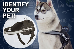 Dog Harness