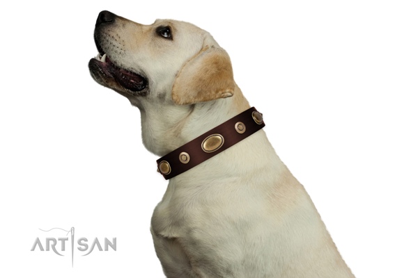 Artisan wide brown leather dog collar for Labrador