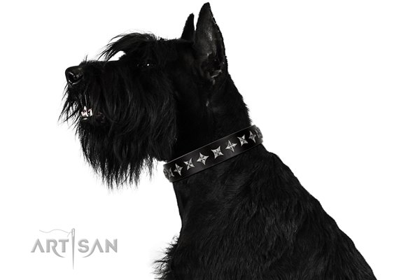black dog collar with stars for Riesenschnauzer