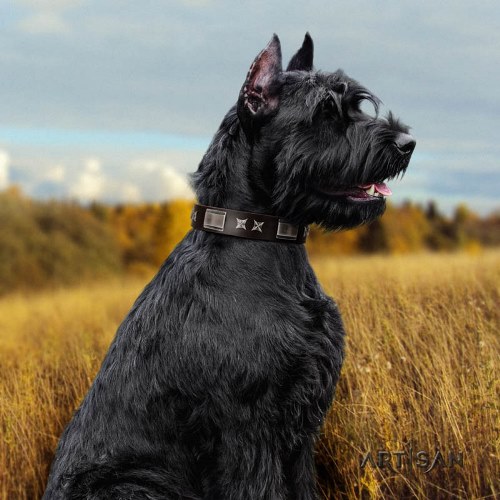 Artisan dog collar with buckle closure for Riesenschnauzer