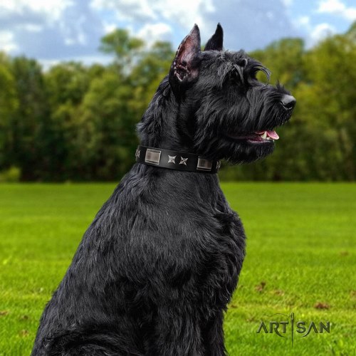 buy Artisan dog collar with star studs for Riesenschnauzer