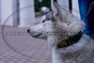 "Noble Sir" Reliable Studded Dog Collar For Siberian Husky