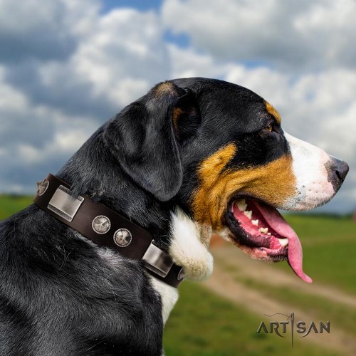 Swiss Mountain Dog studded dog collar