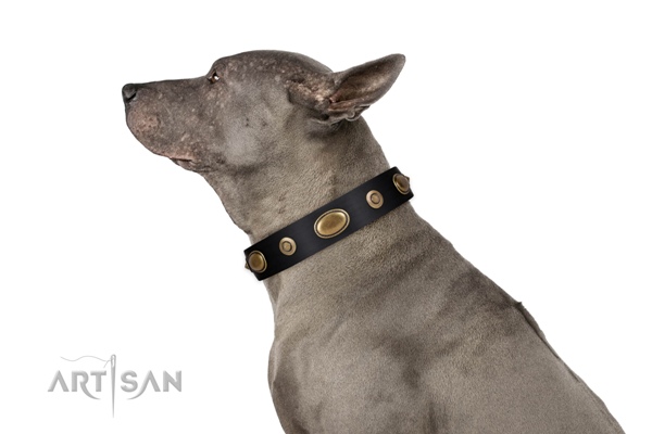 Artisan genuine leather dog collar for Thai Ridgeback