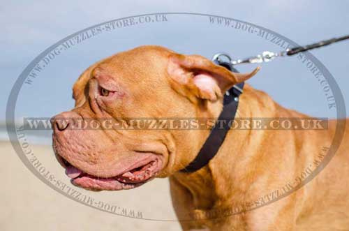 Dog De Bordeaux collar for large dog