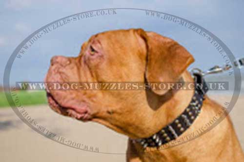 Dog De Bordo Collars UK