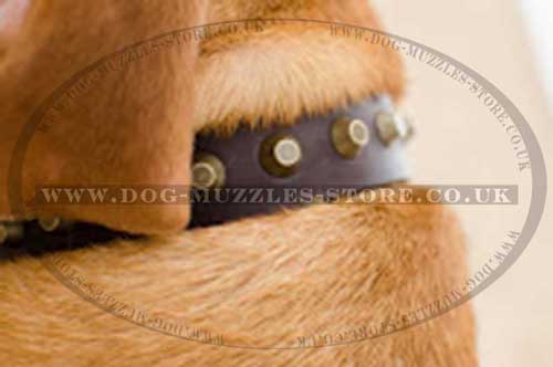 Leather Dog Collar for Dogue De Bordeaux