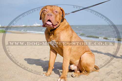 Dogue De Bordeaux collar