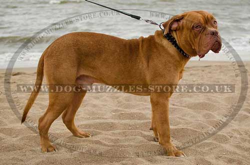 Dogue De Bordeaux Collars, New!