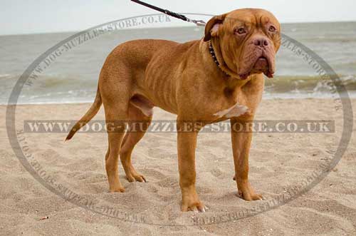 Dogue De Bordeaux Collars, New!