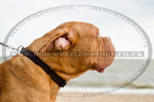 Dogue De Bordeaux Collars UK