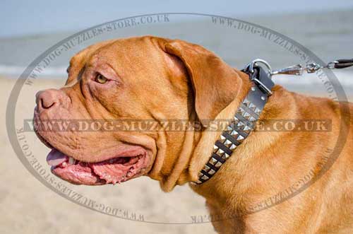 Studded Leather Dog Collars for Dogue De Bordeaux