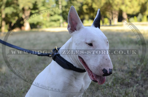 Best Collar for English Bull Terrier