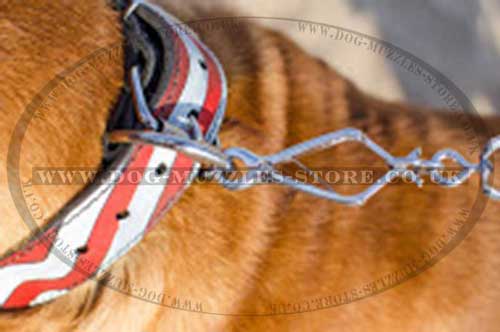 Designer dog collars for  Dogue De Bordeaux