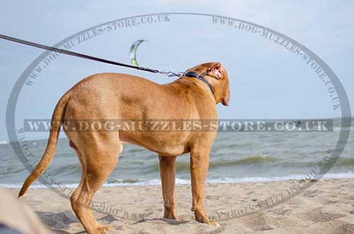 High Quality Dog Collar for Dog De Bordo