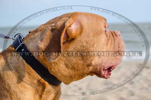 leather dog collar for Dog De Bordo
