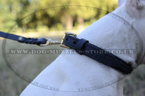 Engish Bull Terrier Dog Collars UK