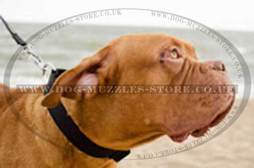 Nylon dog collar for Dog De Bordeaux