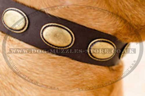 Designer dog collar with brass plates