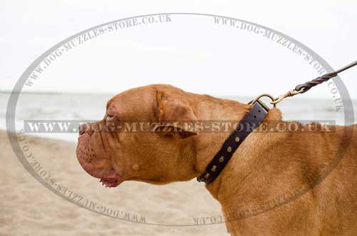 Leather Dog Collar for Dogue De Bordeaux