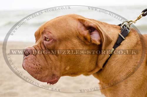 Leather dog collars for Dog de Bordo
