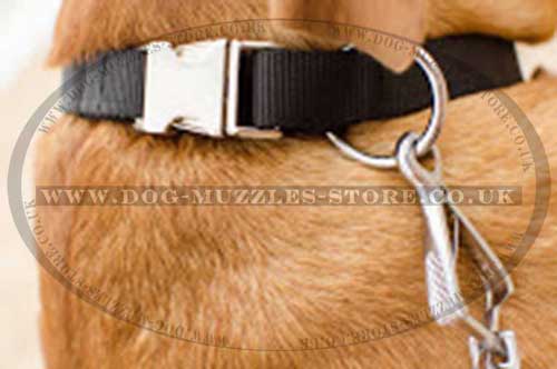 Dogue De Bordeaux Collars with Buckle