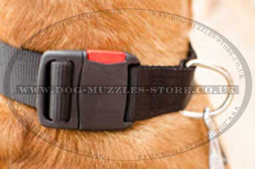 Large dog collar with strong buckle