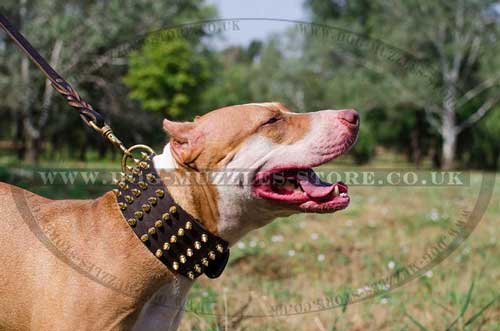 Pit Bull Terrier dog collar