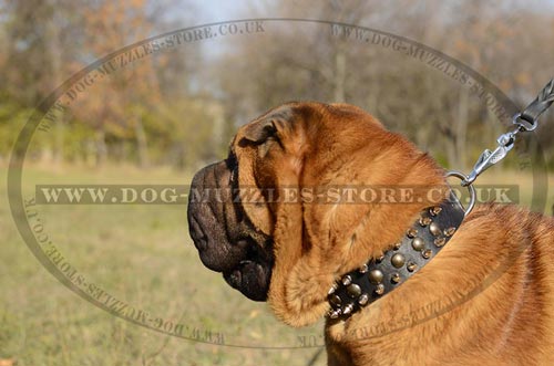 Shar Pei Collar UK