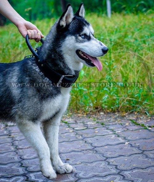 Leather Dog Collar for Husky Training