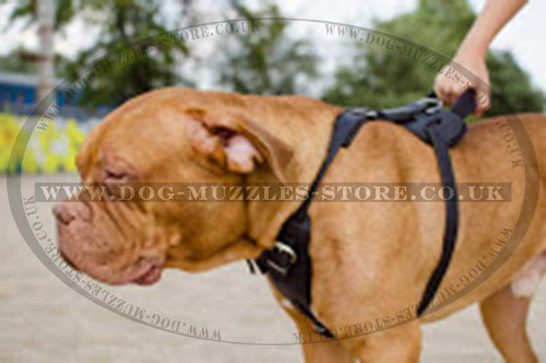 Dogue De Bordeaux Harness with handle