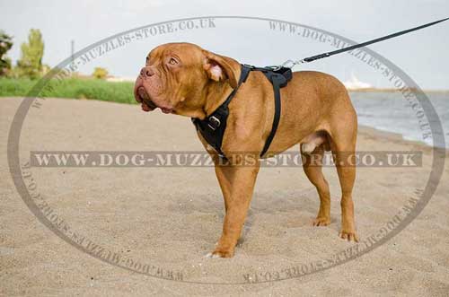 Dogue De Bordeaux Harness Bestseller UK