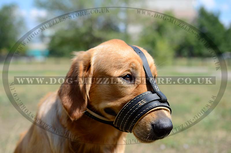 Soft Dog Muzzle Nappa Padded | Golden 