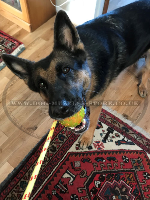 Solid Rubber Ball for Dog Training