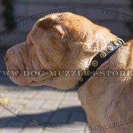 1 In Handmade Leather Dog Collar for Shar Pei