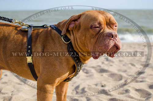 Luxury Dog Harness for Dog De Bordeaux | Soft Padded Dog Harness