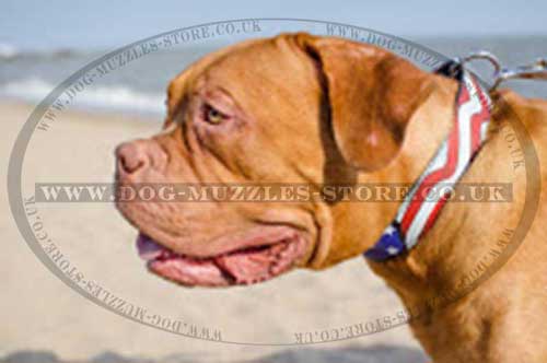 Designer Dog Collars for Dogue De Bordeaux Painted by Hands